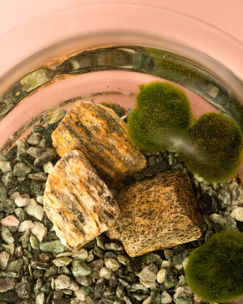 Terrario Calm – Marimo Ball L - Pur Plant