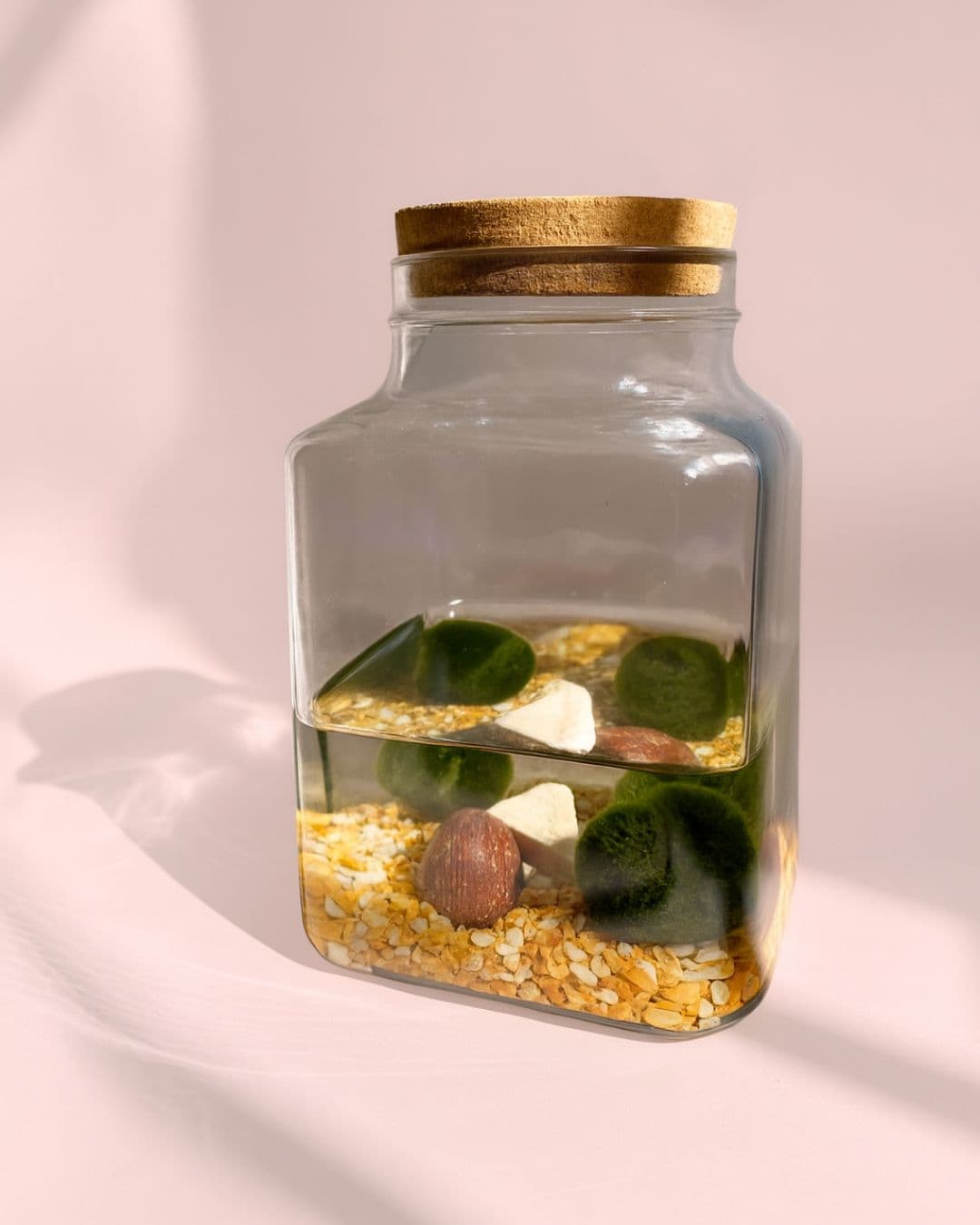 Terrario Calm – Marimo Ball L - Pur Plant