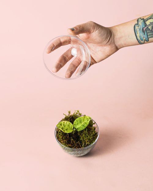 Terrario Drop – Macodes Petola Ovo Mini - Pur Plant