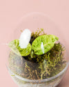Terrario Drop – Macodes Petola Ovo Mini - Pur Plant