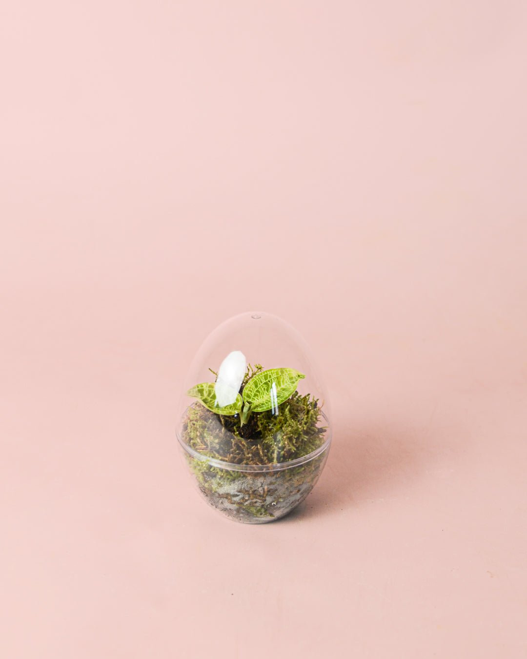 Terrario Drop – Macodes Petola Ovo Mini - Pur Plant