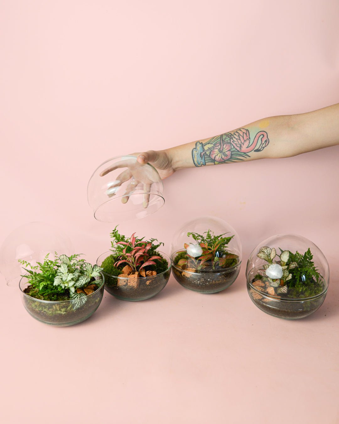 Terrario Earth – Helecho M - Pur Plant