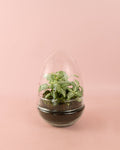 Terrario Essence – Fittonias Ovo Mix Mini