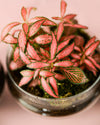 Terrario Essence – Fittonias Ovo Mix Mini - Pur Plant