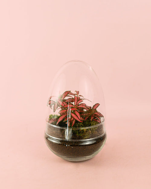 Terrario Essence – Fittonias Ovo Mix Mini - Pur Plant