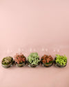 Terrario Essence – Fittonias Ovo Mix Mini - Pur Plant