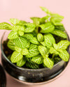 Terrario Essence – Fittonias Ovo Mix Mini - Pur Plant
