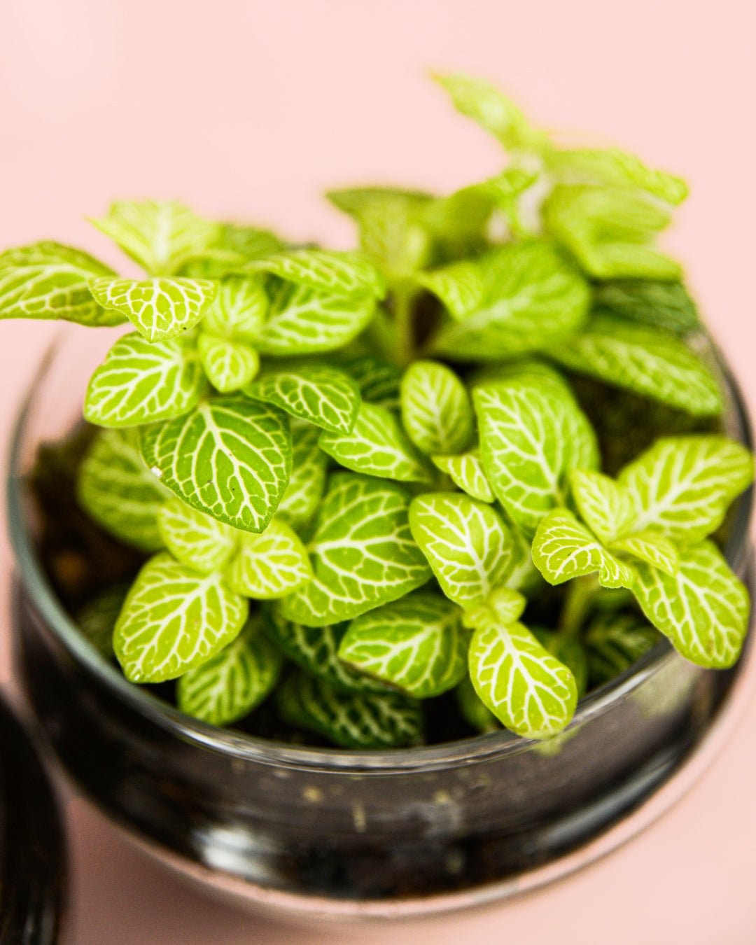 Terrario Essence – Fittonias Ovo Mix Mini - Pur Plant