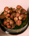 Terrario Essence – Fittonias Ovo Mix Mini - Pur Plant