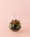 Terrario Essence – Fittonias Ovo Mix Mini - Pur Plant