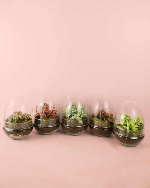 Terrario Essence – Fittonias Ovo Mix Mini - Pur Plant