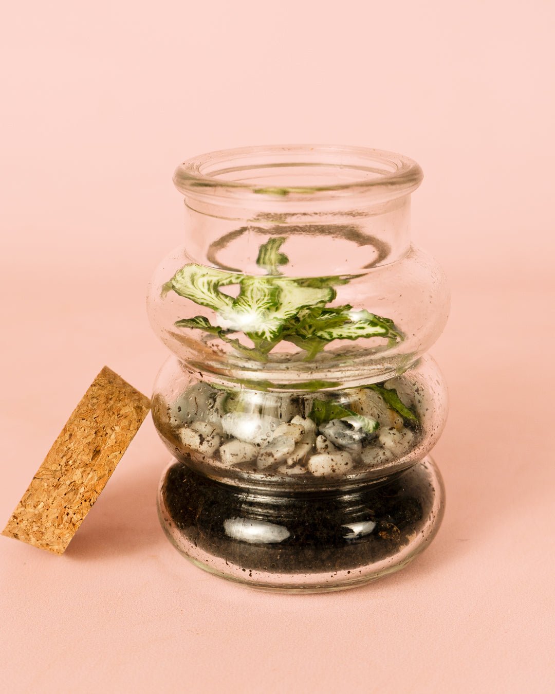 Terrario Euphoria – Fittonia Mix Mini - Pur Plant