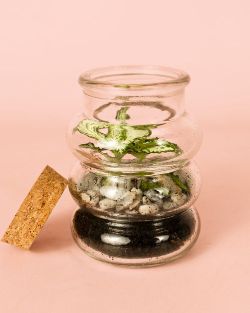 Terrario Euphoria – Fittonia Mix Mini - Pur Plant