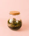 Terrario Evergreen – Fittonia L - Pur Plant