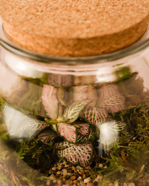 Terrario Evergreen – Fittonia L - Pur Plant