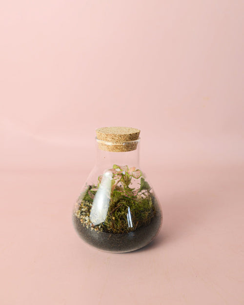Terrario Fresh – Fittonia Mix Mini - Pur Plant