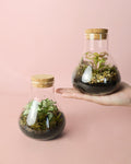 Terrario Fresh – Fittonia Mix Mini