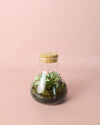 Terrario Fresh – Fittonia Mix Mini - Pur Plant