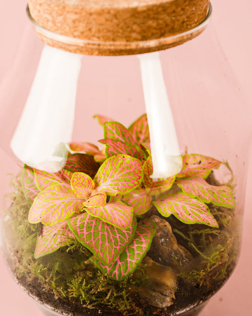 Terrario Harmony – Fittonia M - Pur Plant
