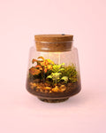 Terrario Light – Fittonias Mix M