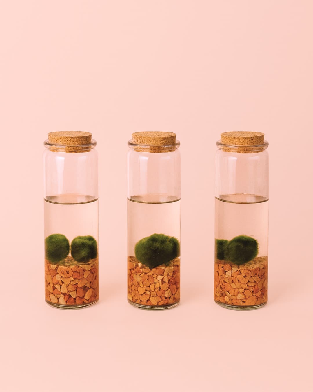 Terrario Line – Marimo Ball Tubo M - Pur Plant