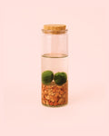 Terrario Line – Marimo Ball Tubo M
