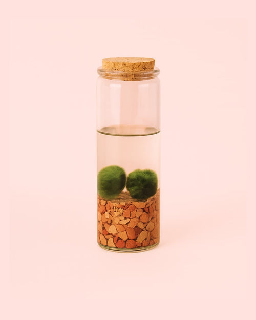 Terrario Line – Marimo Ball Tubo M - Pur Plant