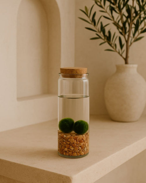 Terrario Line – Marimo Ball Tubo M - Pur Plant