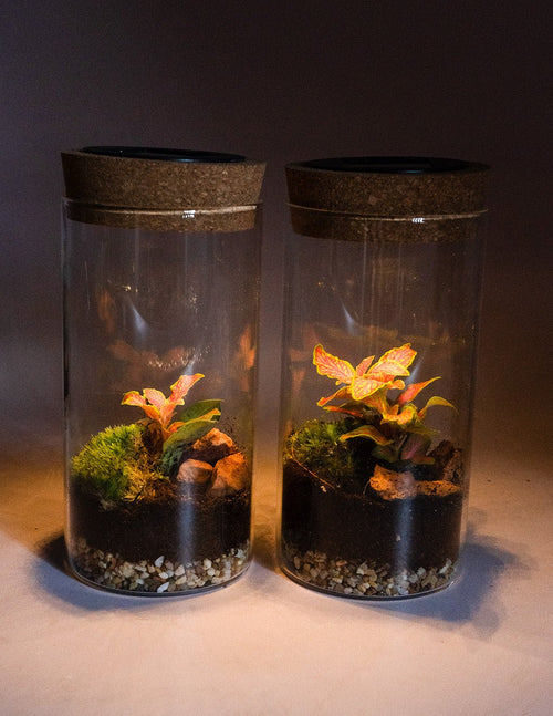 Terrario Magic – Terrario Solar Mini - Pur Plant