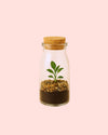Terrario Message – Botella Mini - Pur Plant