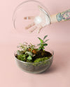 Terrario Oasis – Ficus y Fittonia L - Pur Plant