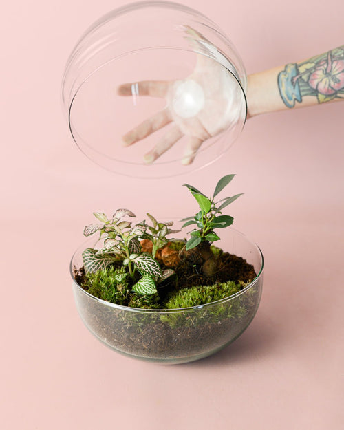 Terrario Oasis – Ficus y Fittonia L - Pur Plant