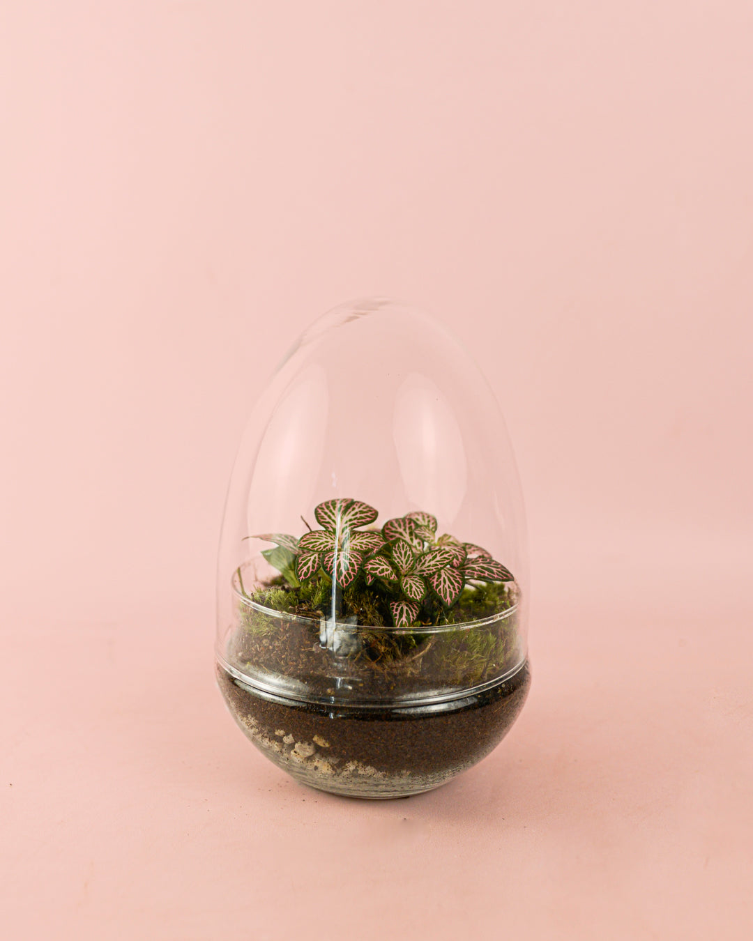 Terrario Essence - Fittonias Ovo Mix Mini