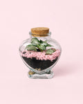 Terrario Pink Love – Fittonia Mini