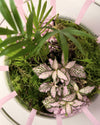 Terrario Pop – Fittonia L - Pur Plant
