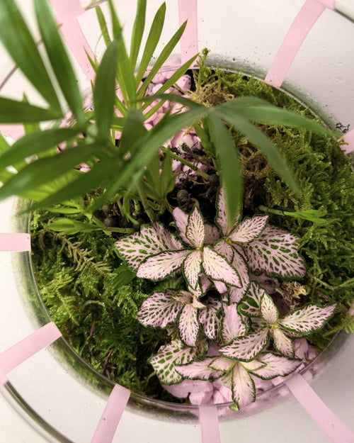 Terrario Pop – Fittonia L - Pur Plant