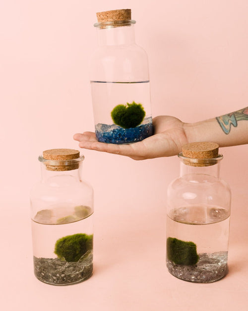 Terrario Pure – Marimo Ball Botella - Pur Plant