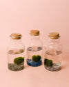 Terrario Pure – Marimo Ball Botella - Pur Plant
