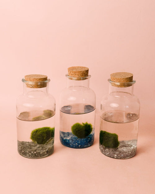 Terrario Pure – Marimo Ball Botella - Pur Plant