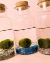 Terrario Pure – Marimo Ball Botella - Pur Plant