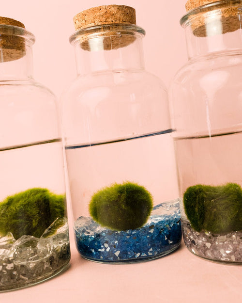 Terrario Pure – Marimo Ball Botella - Pur Plant