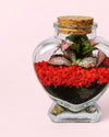 Terrario Red Love – Fittonia Mini - Pur Plant