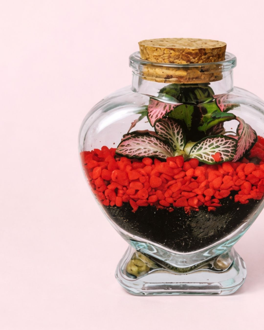 Terrario Red Love – Fittonia Mini - Pur Plant