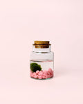 Terrario Rose – Marimo Ball Rosa Mini