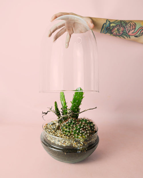 Terrario Sanctuary – Cactus L - Pur Plant