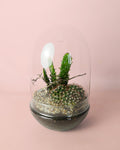 Terrario Sanctuary – Cactus L