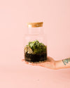Terrario Serenity – Fittonia M - Pur Plant