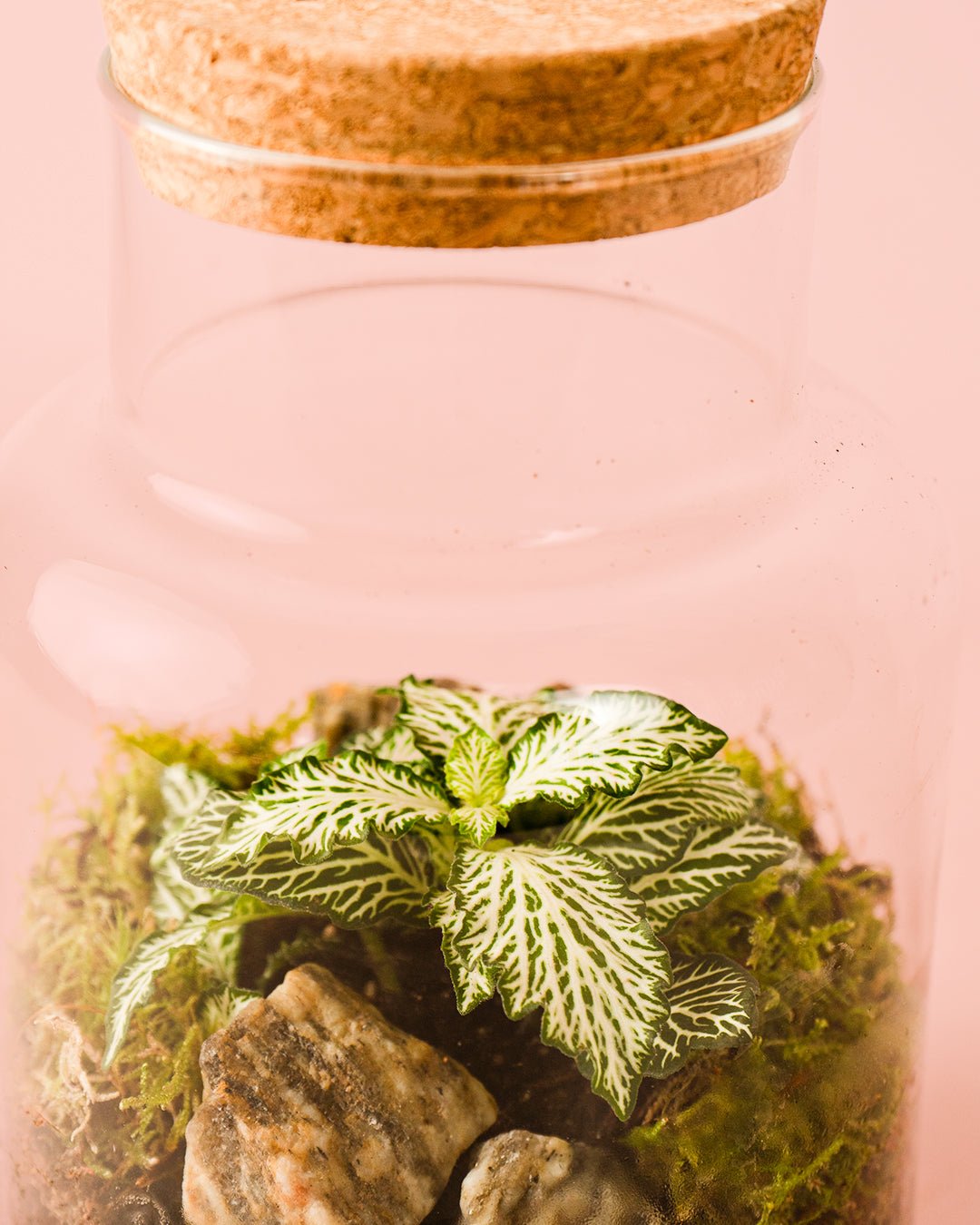 Terrario Serenity – Fittonia M - Pur Plant