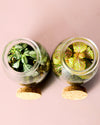 Terrario Soft – Fittonia Vaso Mix Mini - Pur Plant