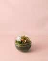 Terrario Sphere – Fittonia Bol Mini - Pur Plant